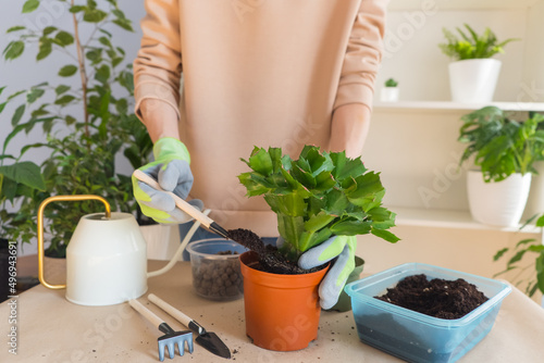 A florist girl in gloves on a table transplants a szlumbergera flower at home. Sprinkle the flower in a pot with earth. home garden concept.
