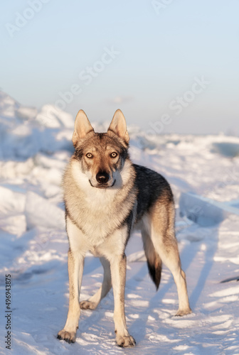 Bright portrait of a crossbreed dog and wolf standing in snow at sunset. Ice hummocks on background. Beautiful natural background.