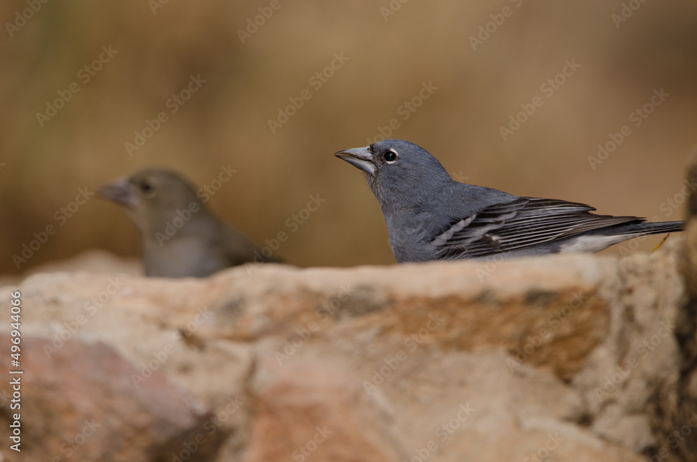 Obraz premium Tenerife blue chaffinches Fringilla teydea. Male drinking water and female in the background. Las Lajas. Vilaflor. Tenerife. Canary Islands. Spain.