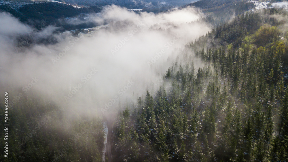 aerial view of abstract pine forest