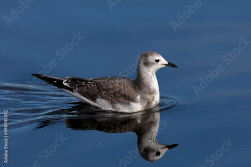 Cuadro en lienzo Portrait of a juvenile Sabine's Gull on lake during fall migration