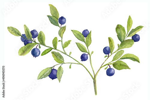 Fotografie Watercolor Hand Drawn illustration of Blueberry branch