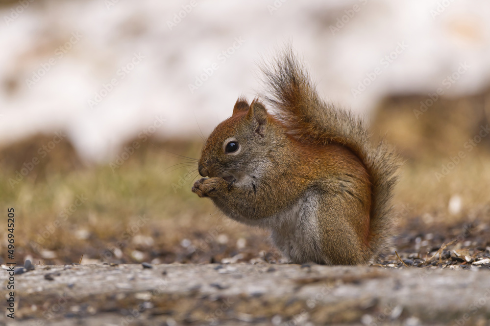 Red Squirrel on the ground eating seed. Captured in Richmond Hill, Ontario, Canada. Red Squirrel on the ground eating seed. Captured in Richmond Hill, Ontario, Canada.