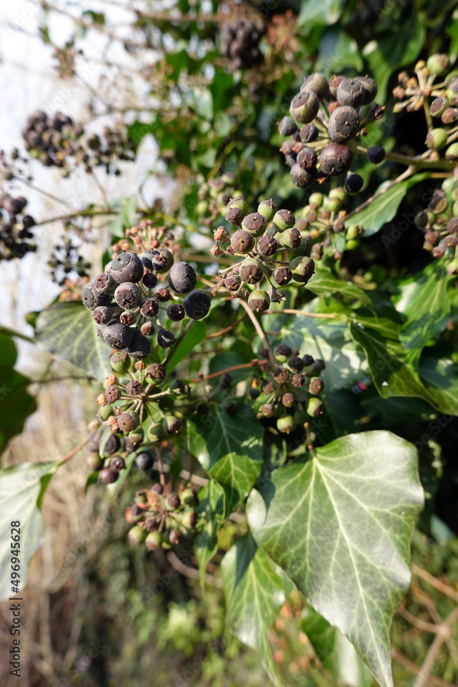 reife Früchte an einem Efeu (Hedera helix) reife Früchte an einem Efeu (Hedera helix)