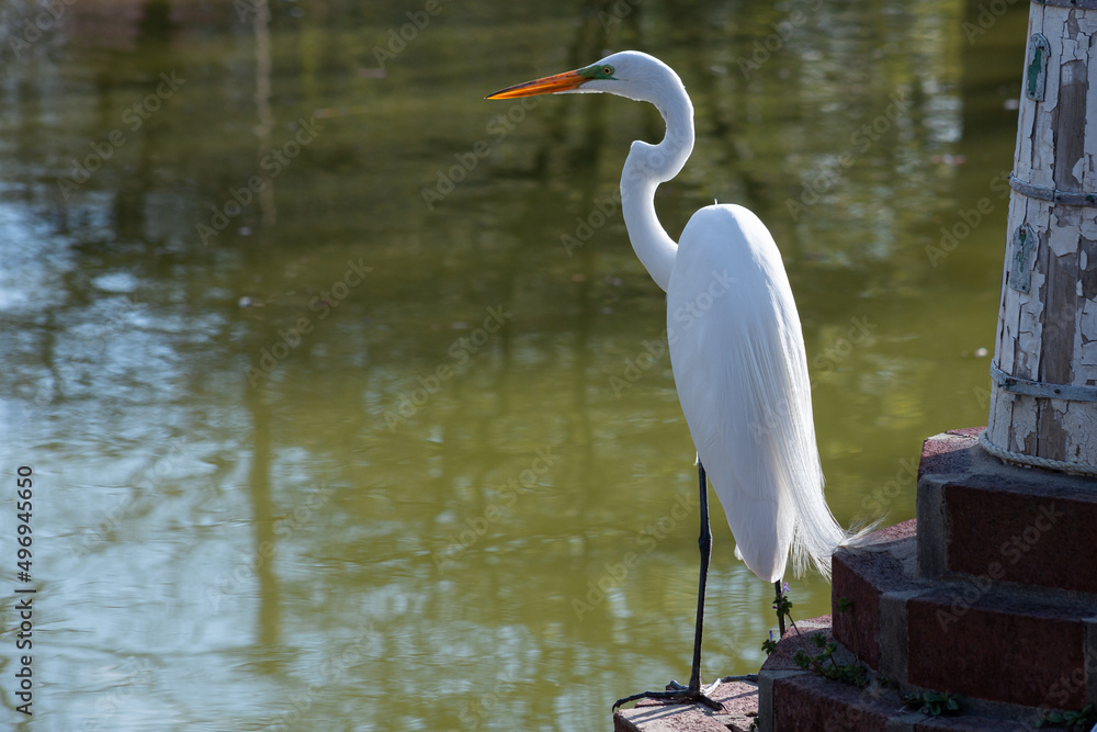 Fototapeta premium great white heron ardea cinerea