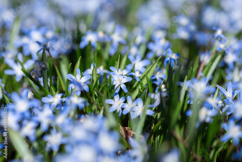 blue starflower  in the garden