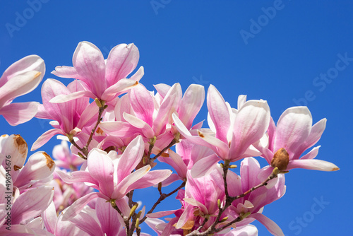 pink magnolia blossom