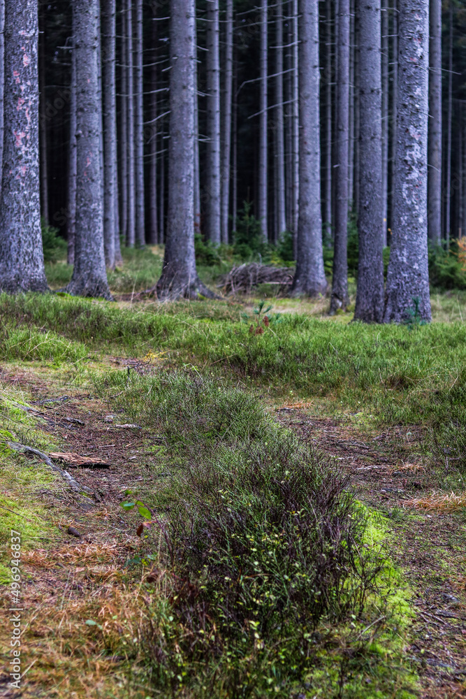 Obraz premium path in the forest mystery 