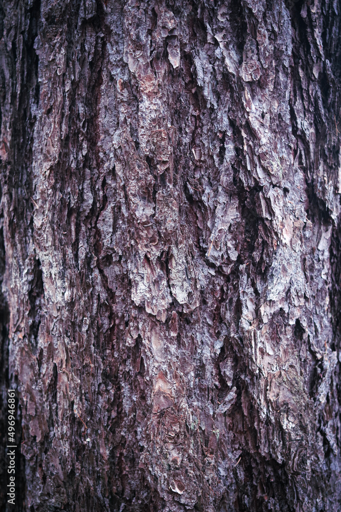tree cure in the forest tree cure in the forest