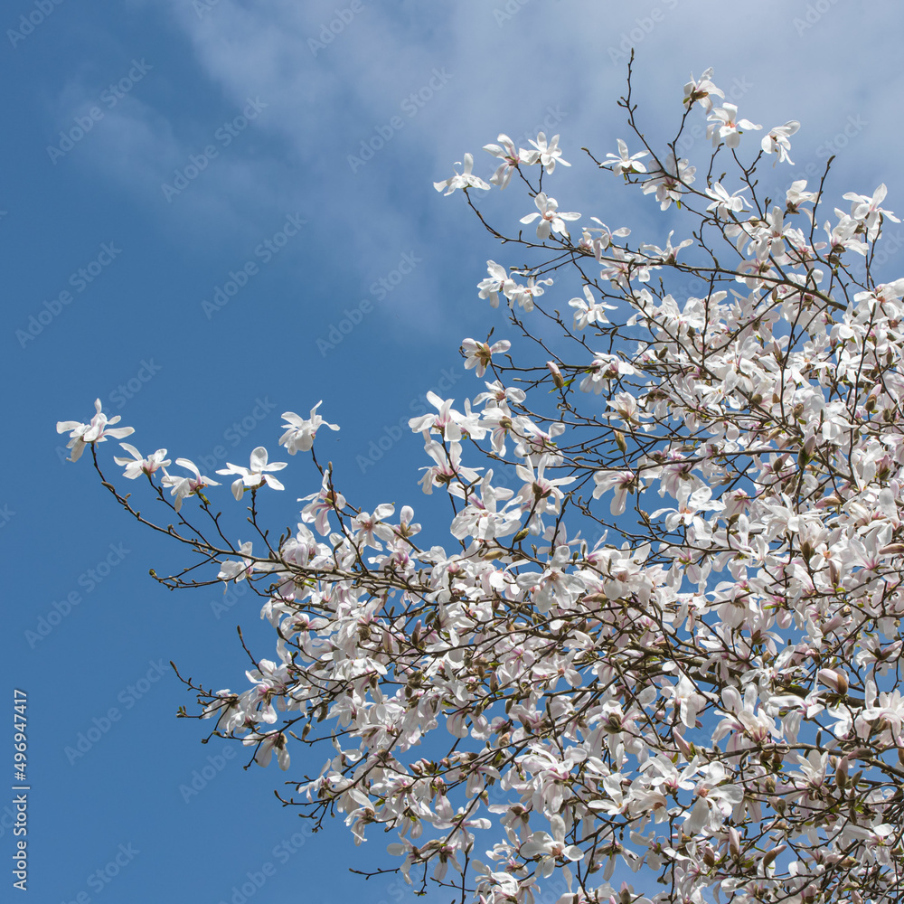 Blooming white Magnolia tree on blue sky background Blooming white Magnolia tree on blue sky background