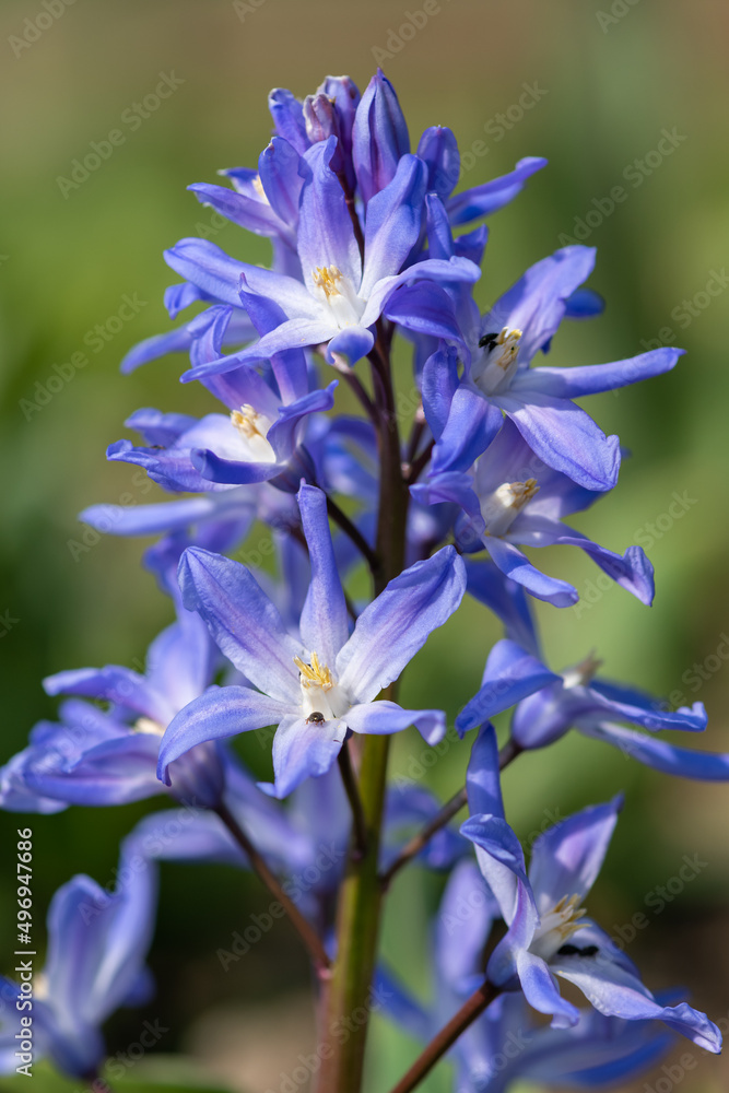 Glory of the snow ((scilla forbesii) flowers in bloom Glory of the snow ((scilla forbesii) flowers in bloom