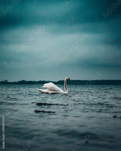 swan on the lake