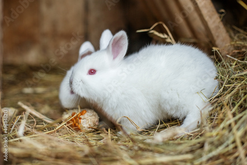 Two little cute fluffy white rabbits are eating corn in a cage. Life on the farm.