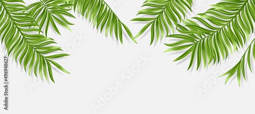 Tropical palm leaf isolated on white background. Realistic green summer plant. Vector illustration