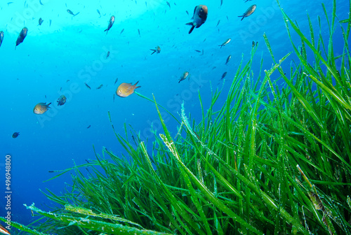 Seagrass in blue water in Mediterranean Sea. Sardegna. With fishes.