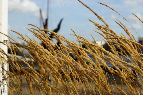 wheat field in the wind