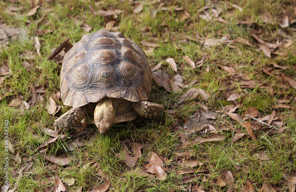 Fototapeta premium turtle