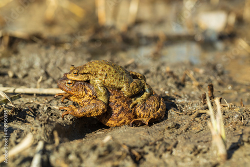 The green toad lies on the surface of the pond among the reeds. photo