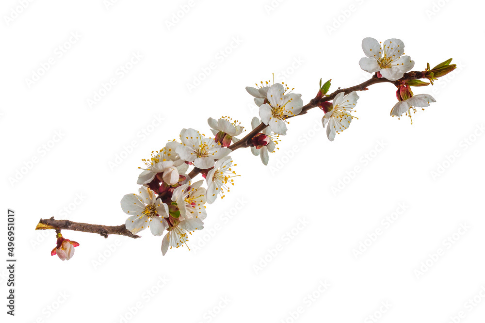 Beautiful cherry blossom flower with branch isolated on white background. Beautiful cherry blossom flower with branch isolated on white background.