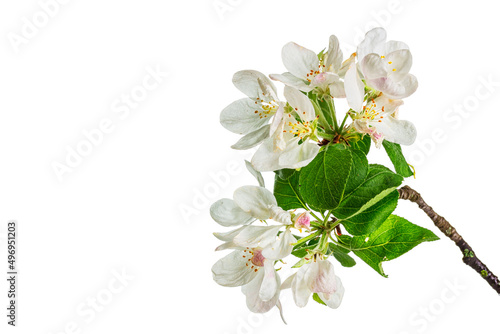 Beautiful apple blossom flower with branch isolated on white background.