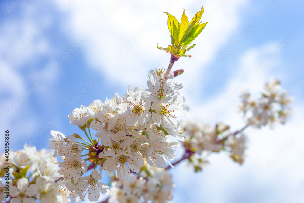 Twig with white cherry flowers on a blue sky background. Spring flowering in the garden Twig with white cherry flowers on a blue sky background. Spring flowering in the garden