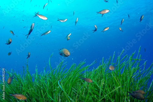 Seagrass Posidonia oceanica in blue water in Mediterranean sea. Sardegna. Fishes Chromis chromis.