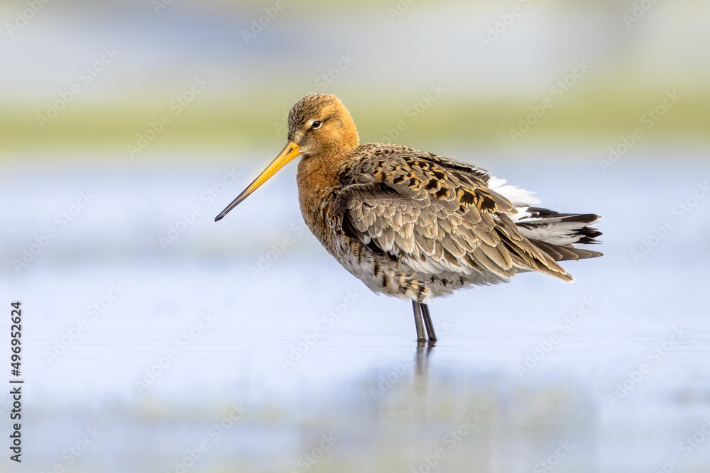 Obraz premium Black Tailed Godwit with Bright Background