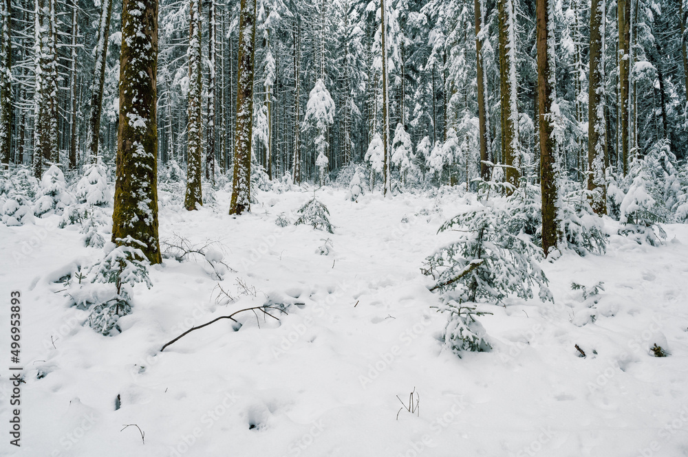 Mystical winter forest in deep snow in Emmental Mystical winter forest in deep snow in Emmental