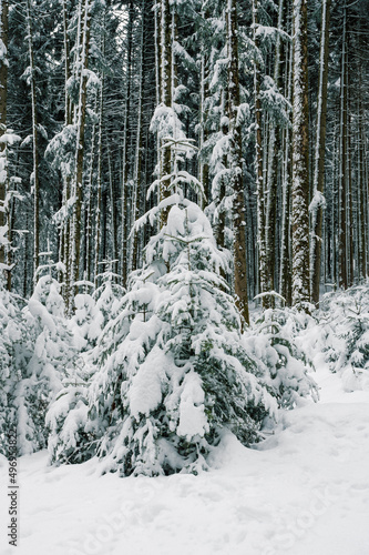 snow covered fir tree in the Emmental forest