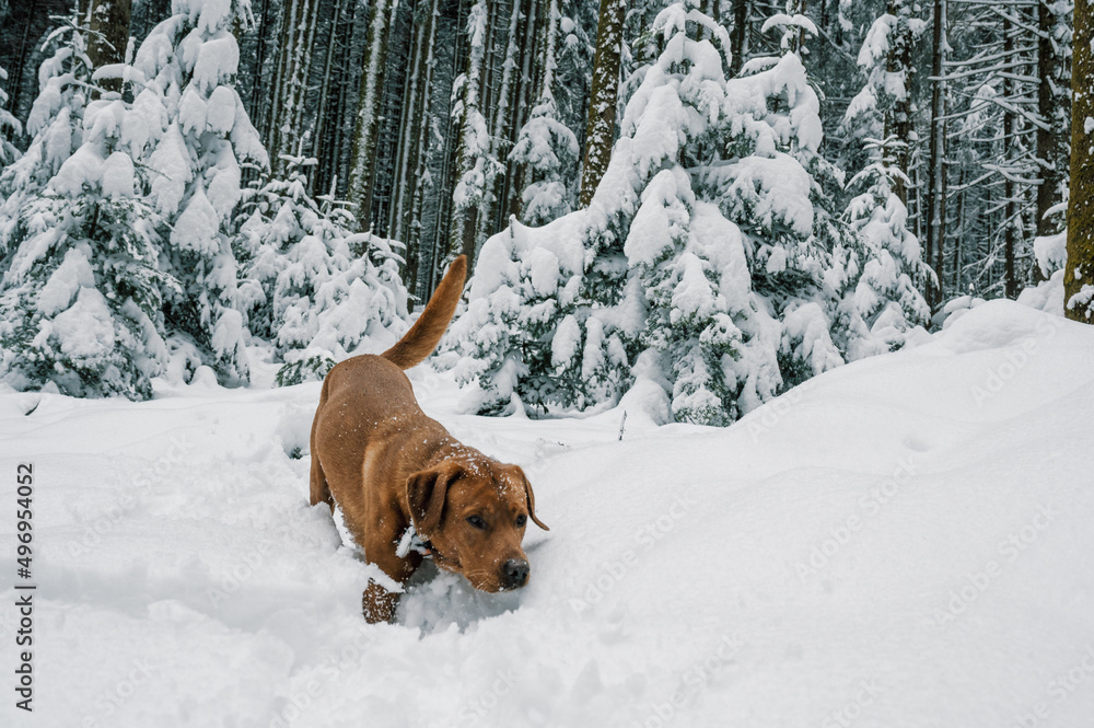 brown labrador retriever dog playing with a branch in deep snow in swiss winter