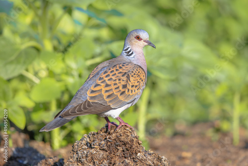 Turtle dove perched on ground alert photo