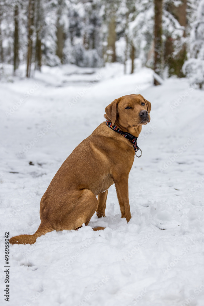 brown labrador retriever dog sitting snow in the hills of Emmental