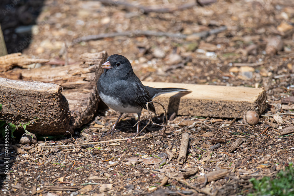 Obraz premium Dark-eyed Junco feeding on the ground prior to migrating north in the springtime. It is of the genus Junco and is a small North American bird in the New World sparrow family Passerellidae. 