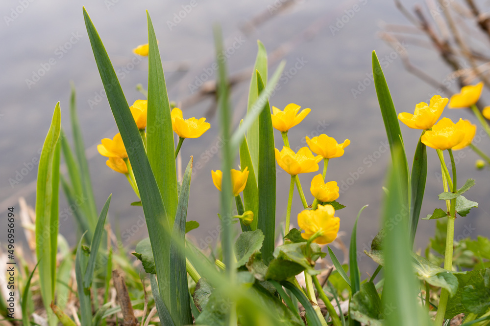 Tiny yellow flowers at the lake in Werdenberg in Switzerland Tiny yellow flowers at the lake in Werdenberg in Switzerland
