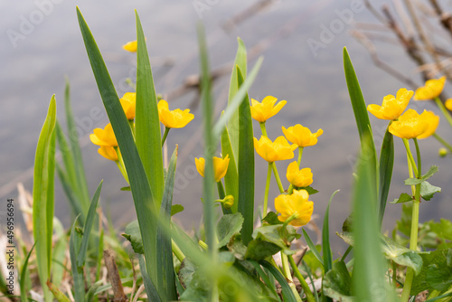 Fototapeta Naklejka Na Ścianę i Meble -  Tiny yellow flowers at the lake in Werdenberg in Switzerland