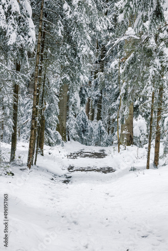 mystical winter forest in Emmental