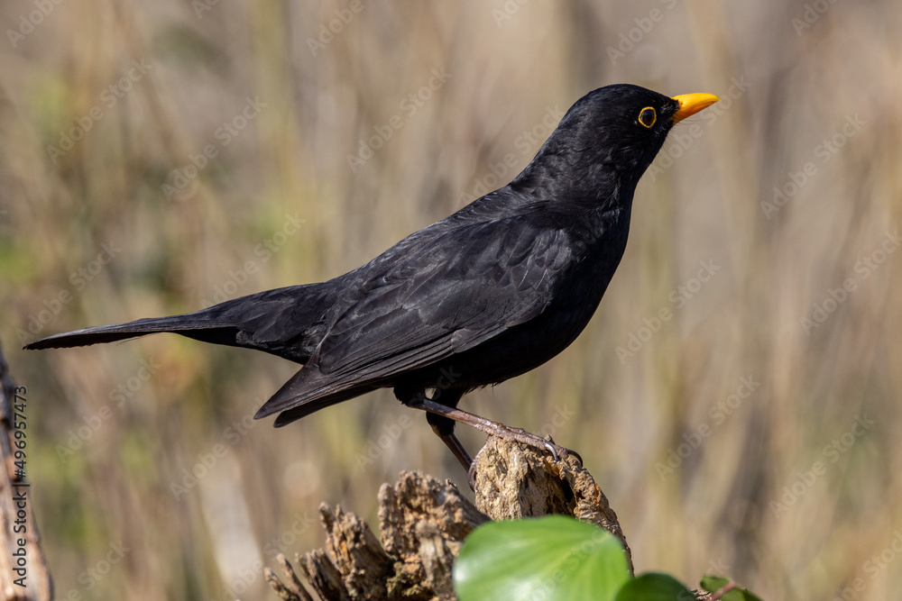 Obraz premium Male Blackbird (Turdus merula) in woodland setting