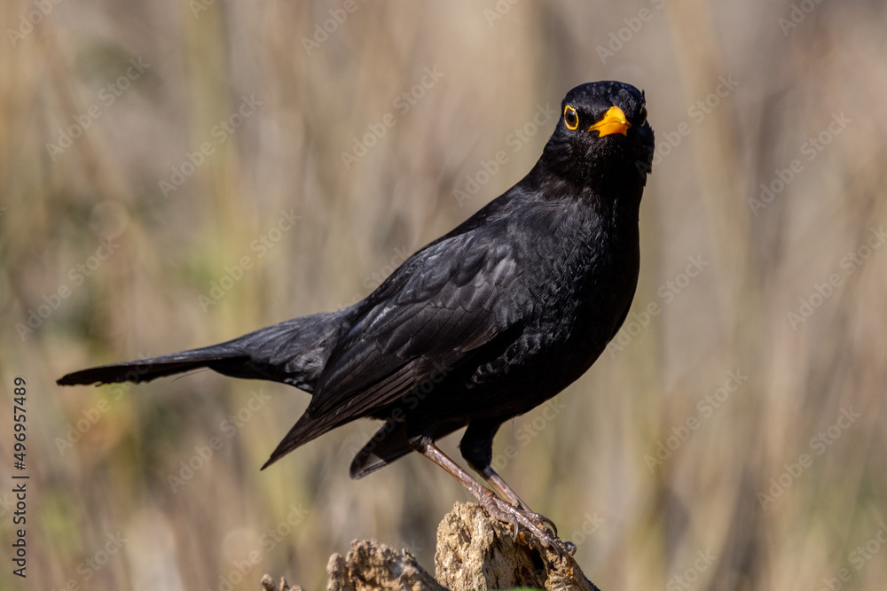 Obraz premium Male Blackbird (Turdus merula) in woodland setting