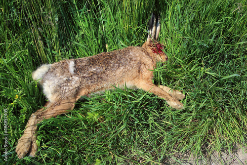 Feldhase / European hare / Lepus europaeus.