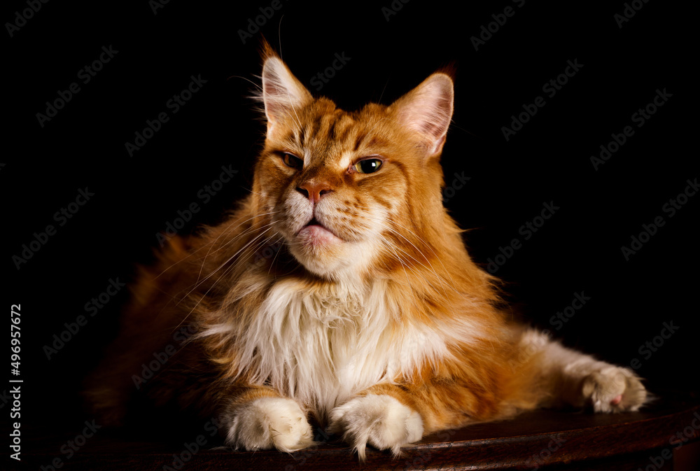 Obraz premium Yellow Maine Coon