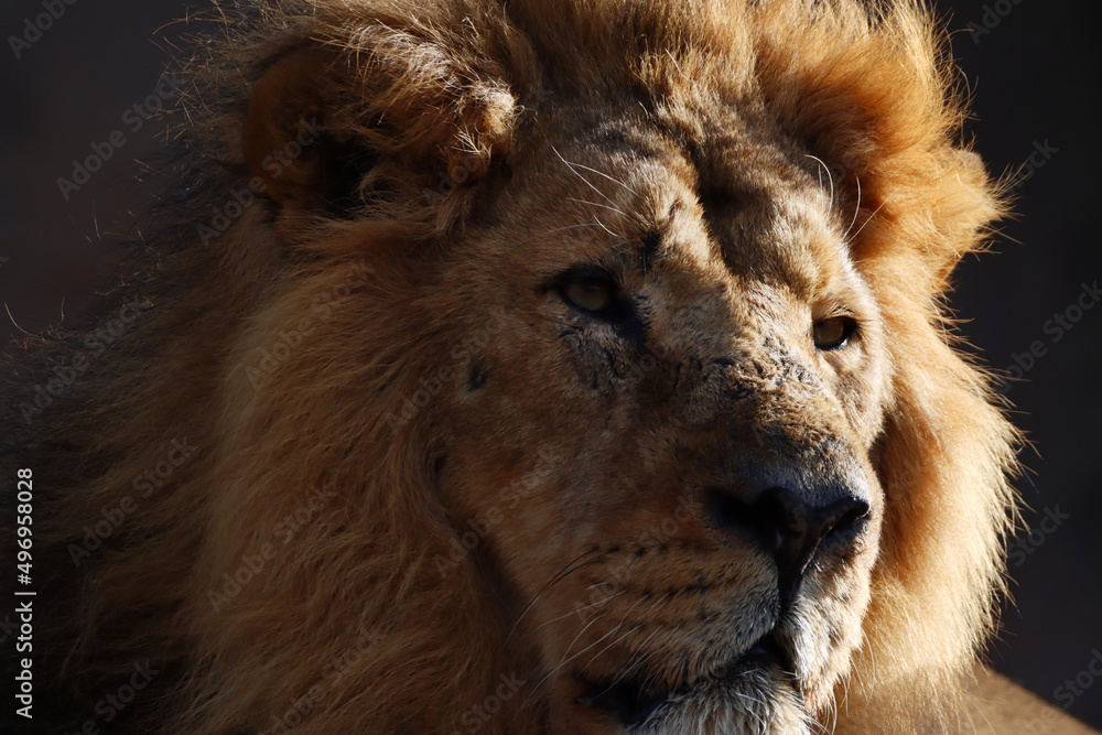 Closeup portrait of a male lion looking away 