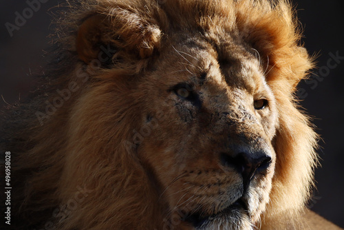 Fototapeta Naklejka Na Ścianę i Meble -  Closeup portrait of a male lion looking away 