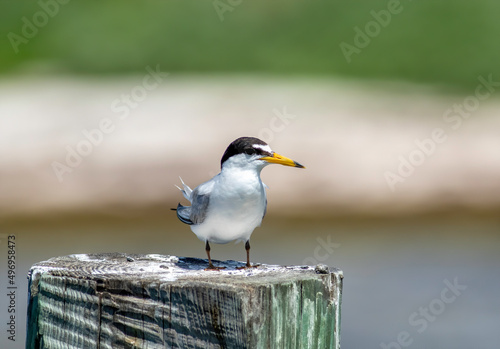A least tern stands on a wooden dock piling near the ocean water.  photo