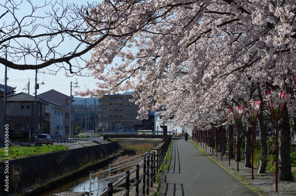 桜の咲く道