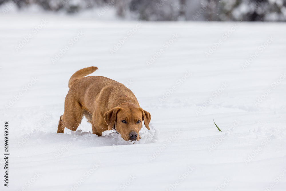 brown labrador retriever dog walking in snow in winter forest