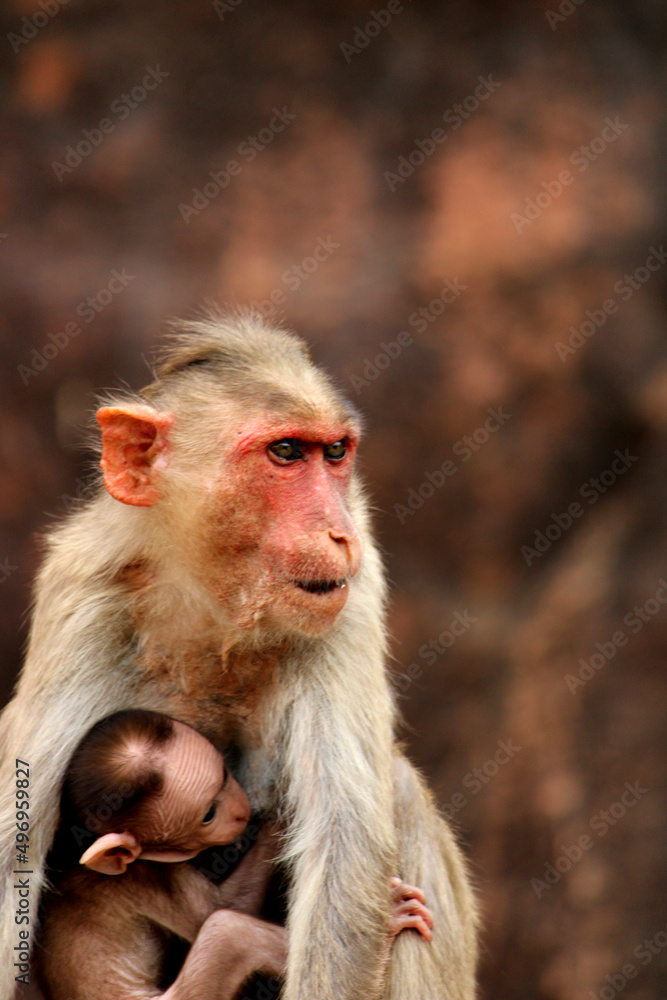 Bonnet macaque with baby. Monkeys in Badami Fort. Bonnet macaque with baby. Monkeys in Badami Fort.