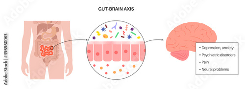 Gut brain connection