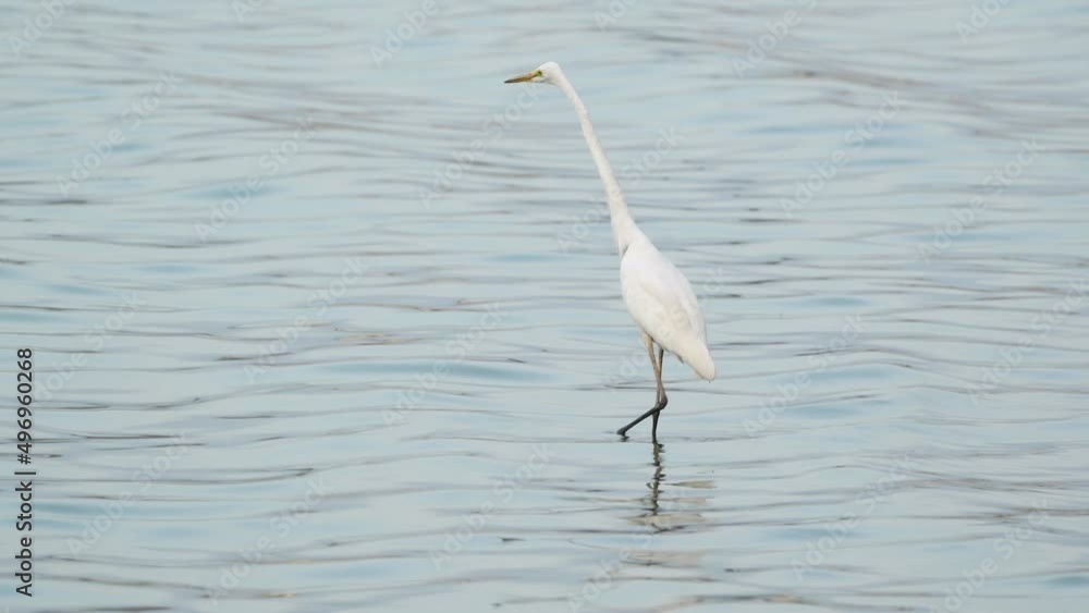 Fishing bird in Sri Lanka Fishing bird in Sri Lanka