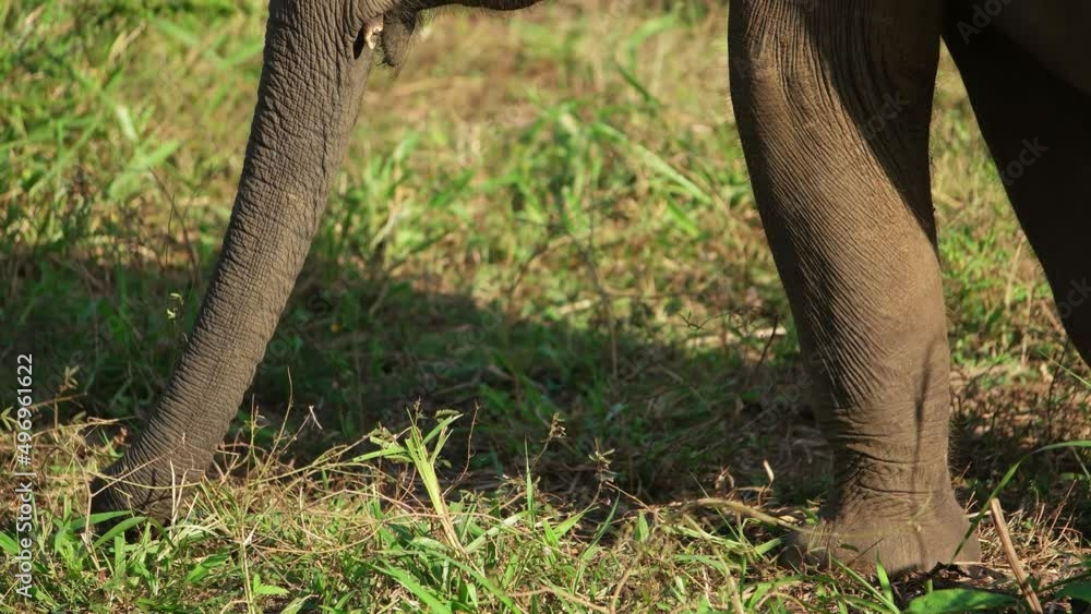 Elephant in Sri Lanka Elephant in Sri Lanka
