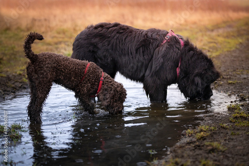 Fototapeta Naklejka Na Ścianę i Meble -  Dwa psy: lagotto romagnolo i nowofunland piją wodę z kałuży 